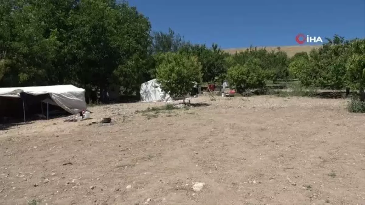 Mevsimlik tarım işçilerinin kayısı mesaisi sürüyor