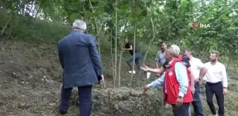 Samsun'da fındık bahçelerinde rehabilitasyon çalışmaları yürütülüyor