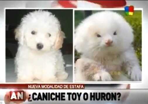 Satın aldığı iki süs köpeği steroit ile şişirilmiş iki sıçan olduğu ortaya çıktı Satın aldığı iki süs köpeği steroit ile şişirilmiş iki sıçan olduğu ortaya çıktı