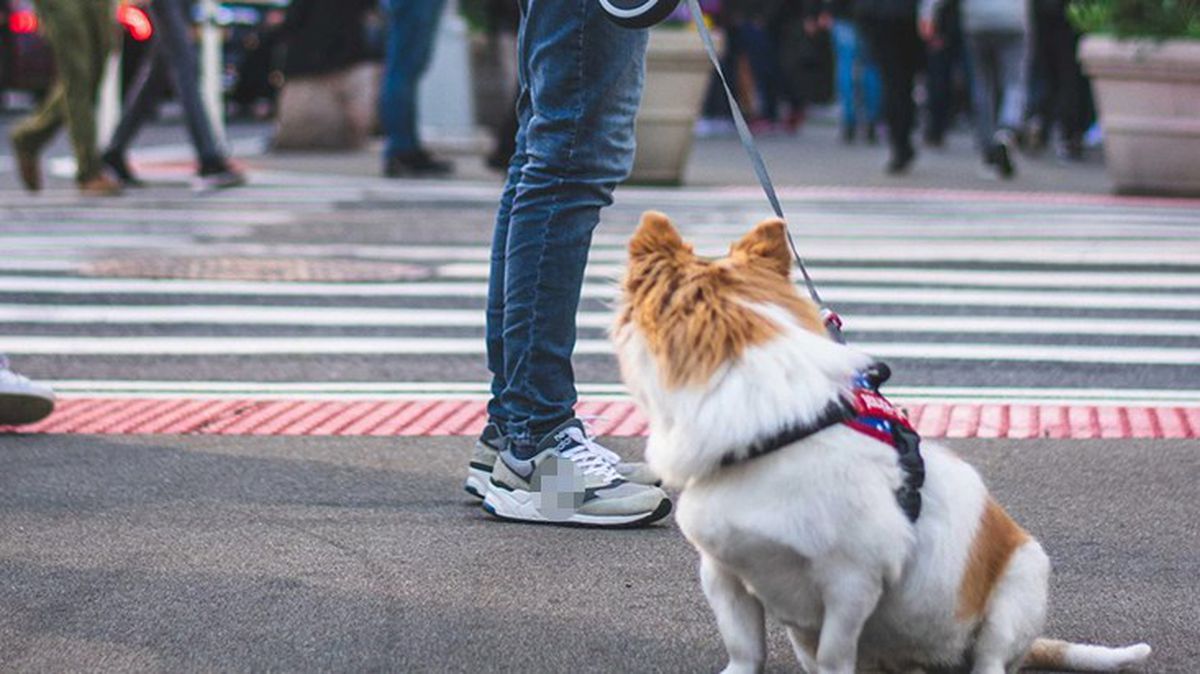 Dolandırıcılar, süs köpeği diye 'fare' sattı! Gerçek veterinere gidince ortaya çıktı