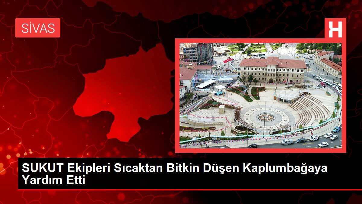 SUKUT Ekipleri Sıcaktan Bitkin Düşen Kaplumbağaya Yardım Etti