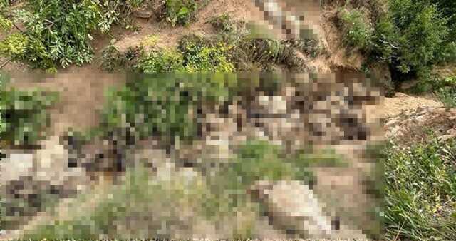 Van'da 130 koyun uçurumdan atlayarak öldü