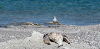 Van Gölü'nde Martı Ölümleri Artıyor