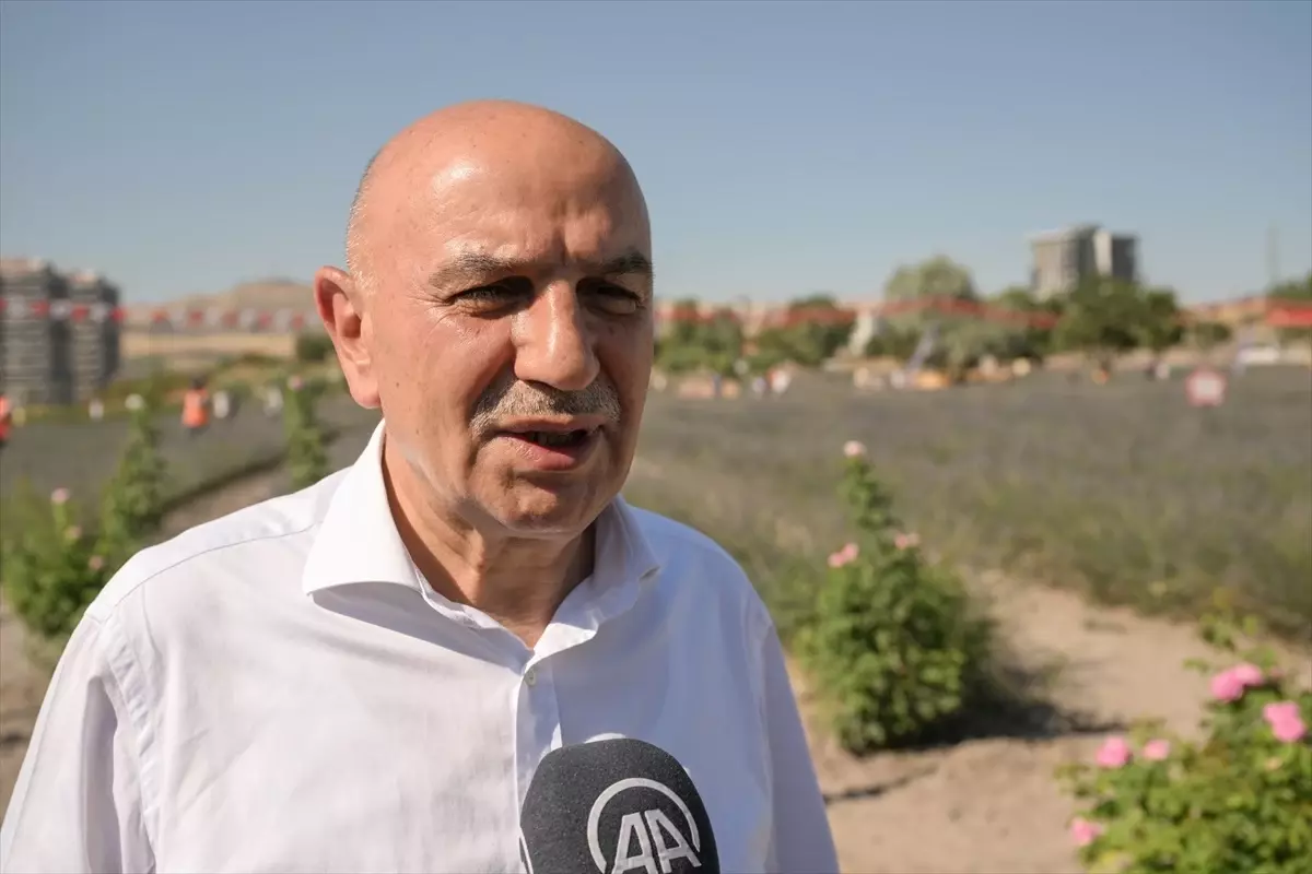 Ankara Keçiören'de Lavanta Hasadı Yapıldı