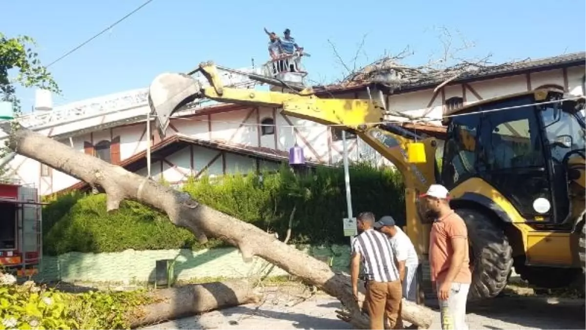 Sapanca'da asırlık çınar ağacı villanın çatısına devrildi