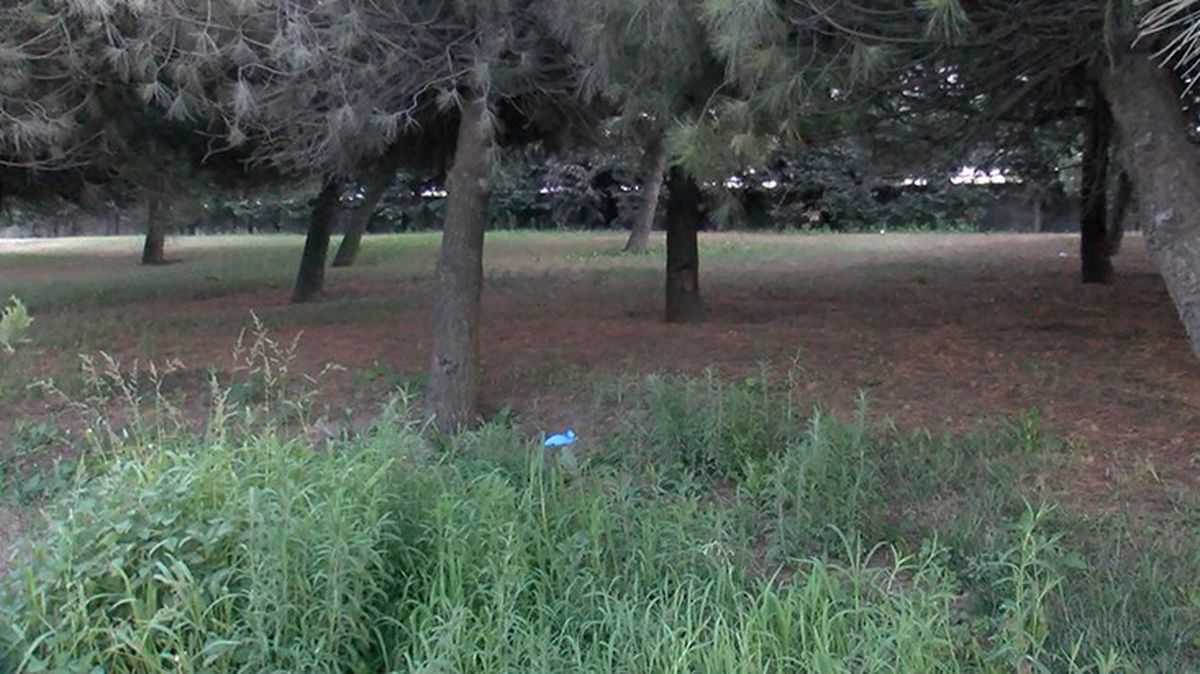 Yol kenarında ağaca asılı kadın cesedi bulundu