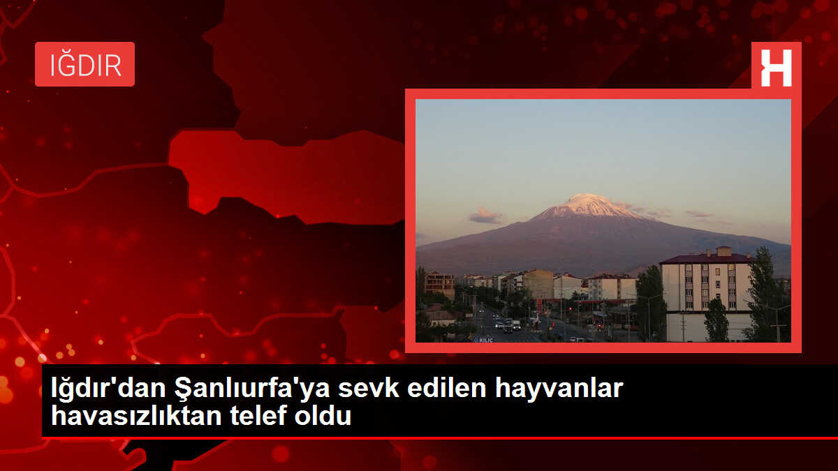 Iğdır'dan Şanlıurfa'ya sevk edilen hayvanlar havasızlıktan telef oldu