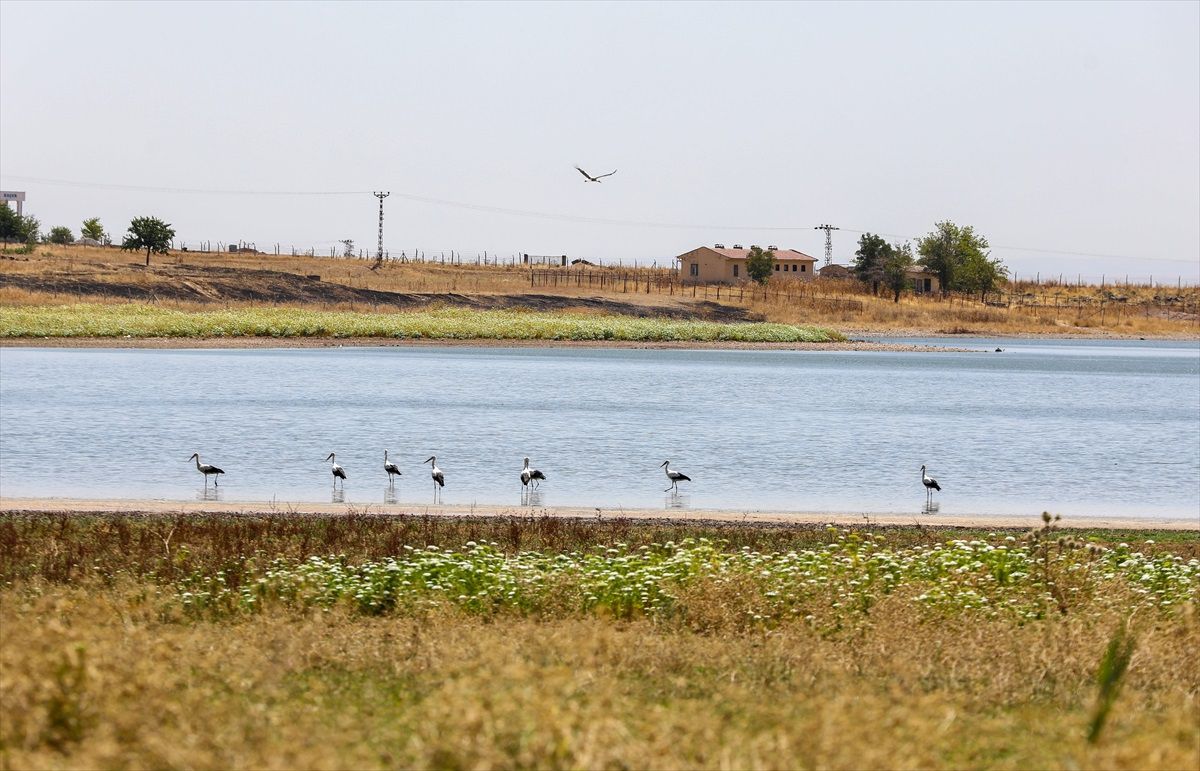 Dicle Vadisi'ndeki Leylekler Kuraklık ve Sıcaklık Nedeniyle Zor Günler Yaşıyor