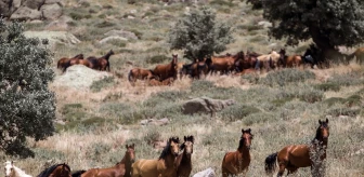 Karaman'da Yılkı Atlarının Vahşi Doğadaki Yaşam Mücadelesi