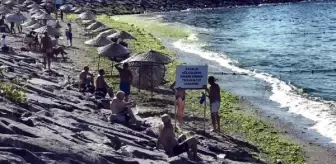 Avcılar Sahili Lodosla Yosun Kaplandı