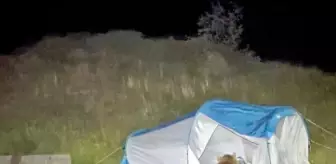 Nemrut Krater Gölü'nde Ayı Saldırısı