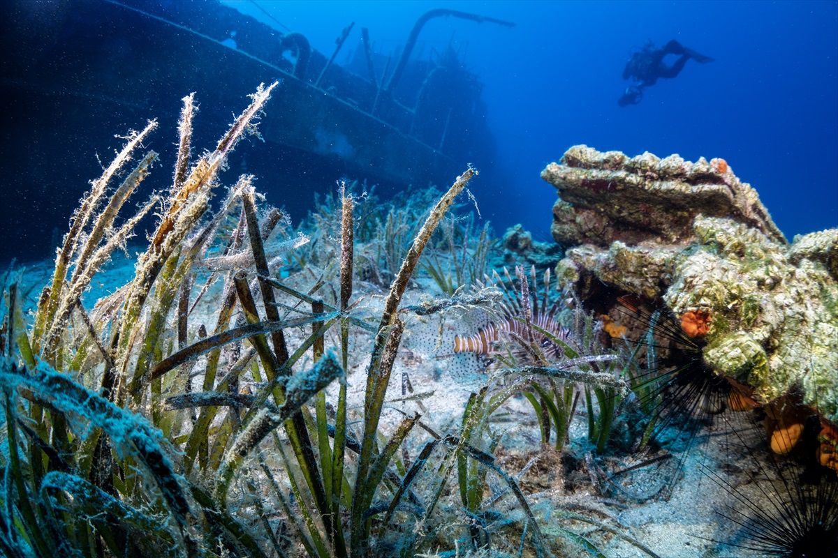 Muğla Bodrum'da Deniz Çayırları Görüntülendi