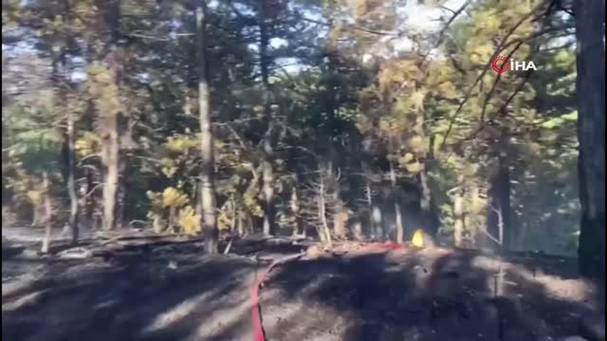 Bolu'da 2 dönümlük orman kül oldu