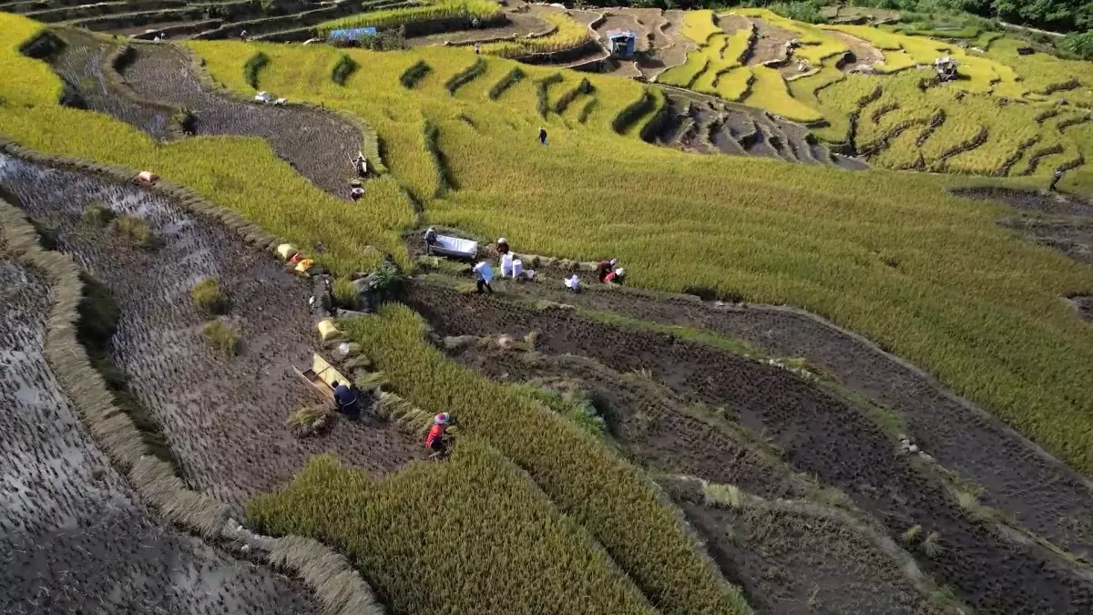 Çin'in teras şeklindeki çeltik tarlalarında hasat zamanı