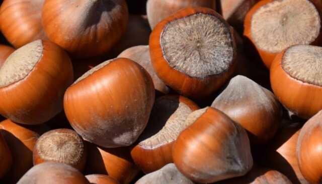 Fındık yevmiyesi ne kadar oldu 2023? Karadeniz Bölgesi fındık yevmiyesi günlüğü ne kadara yükseldi, kaç TL, 500 TL'yi geçti mi?