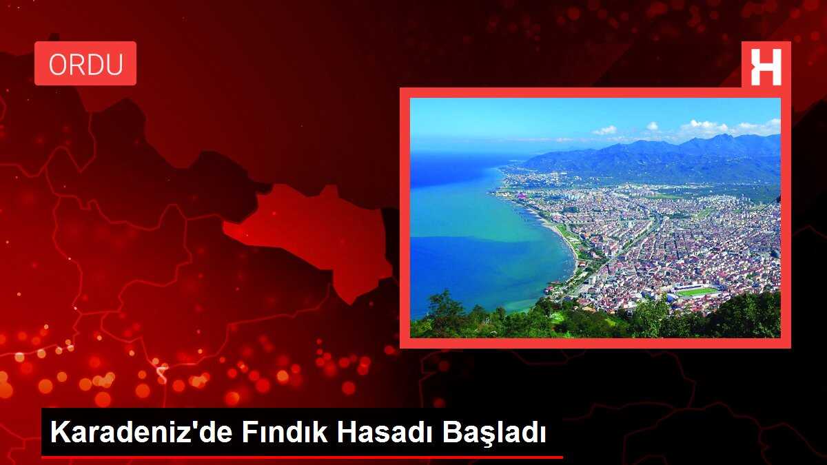 Karadeniz'de Fındık Hasadı Başladı