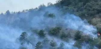 Tosya'da Orman Yangını Çıktı