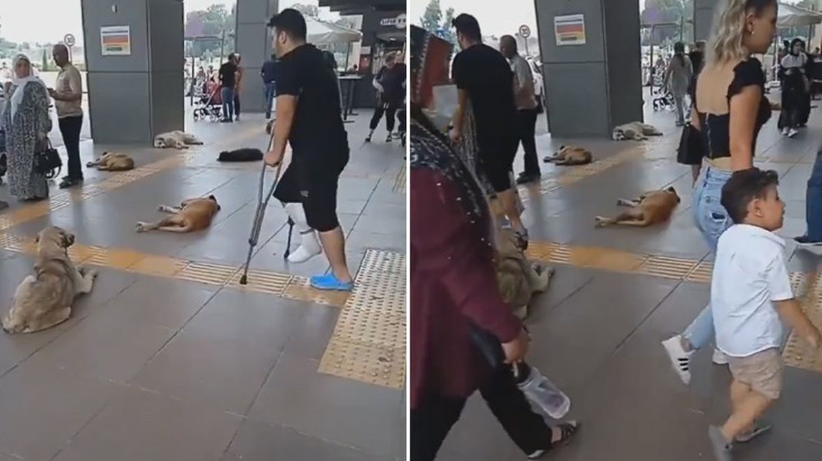 Mersin Tıp Fakültesi koridorları başıboş köpeklere teslim