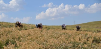 Muş'ta tarım makinelerinin giremediği tarlalardaki nohutlar kadınlar tarafından hasat ediliyor