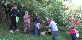 Ordu'da fındık hasadı başladı