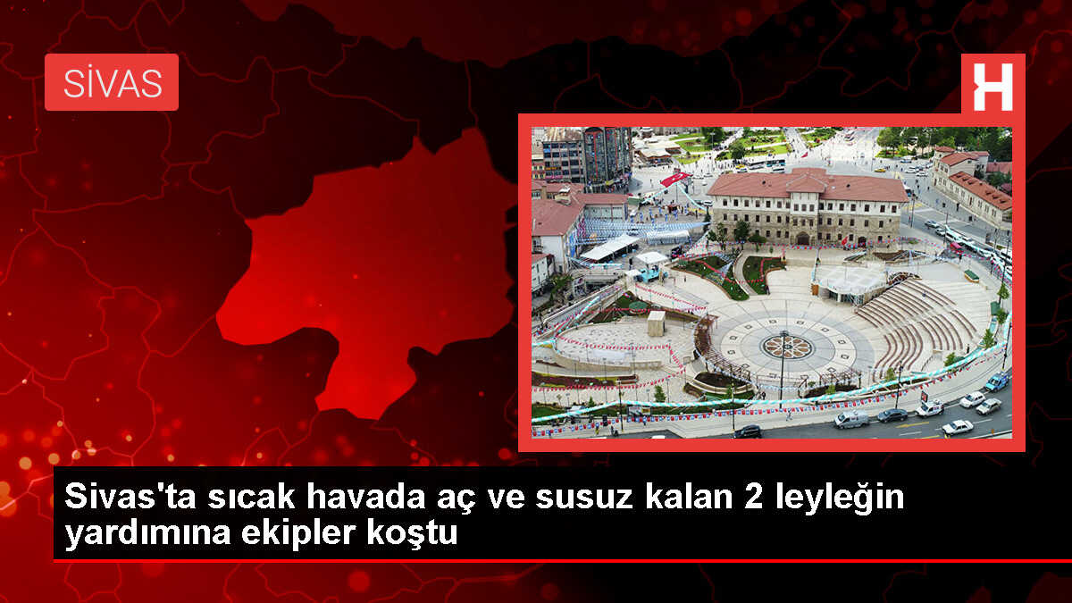 Sivas'ta Aç ve Susuz Kalmış Leylekler Kurtarıldı