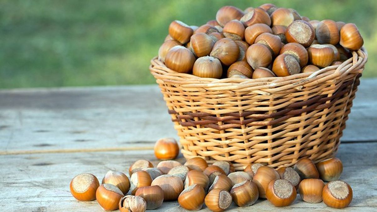 Son Dakika: Fındık alım fiyatı Giresun kalite için 84 lira, Levant için 82,50 lira olarak belirlendi