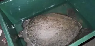 Nesli Tehlike Altında Olan Deniz Kaplumbağaları Tedavi Edildi