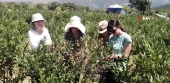 Romanyalı kızlar Türkiye'de yaban mersini hasadı yaptı