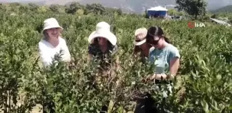 Romanyalı kızlar Türkiye'de yaban mersini hasadı yaptı