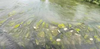 Ardahan'da Kura Nehri'nde su azalması ve oluşan kum adacıkları ve yosunlar