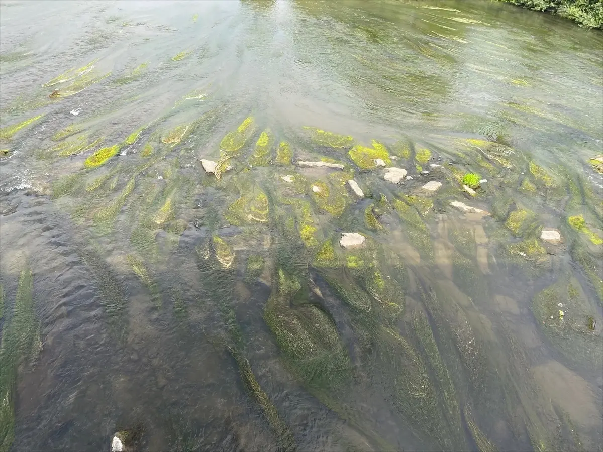 Ardahan'da Kura Nehri'nde su azalması ve oluşan kum adacıkları ve yosunlar