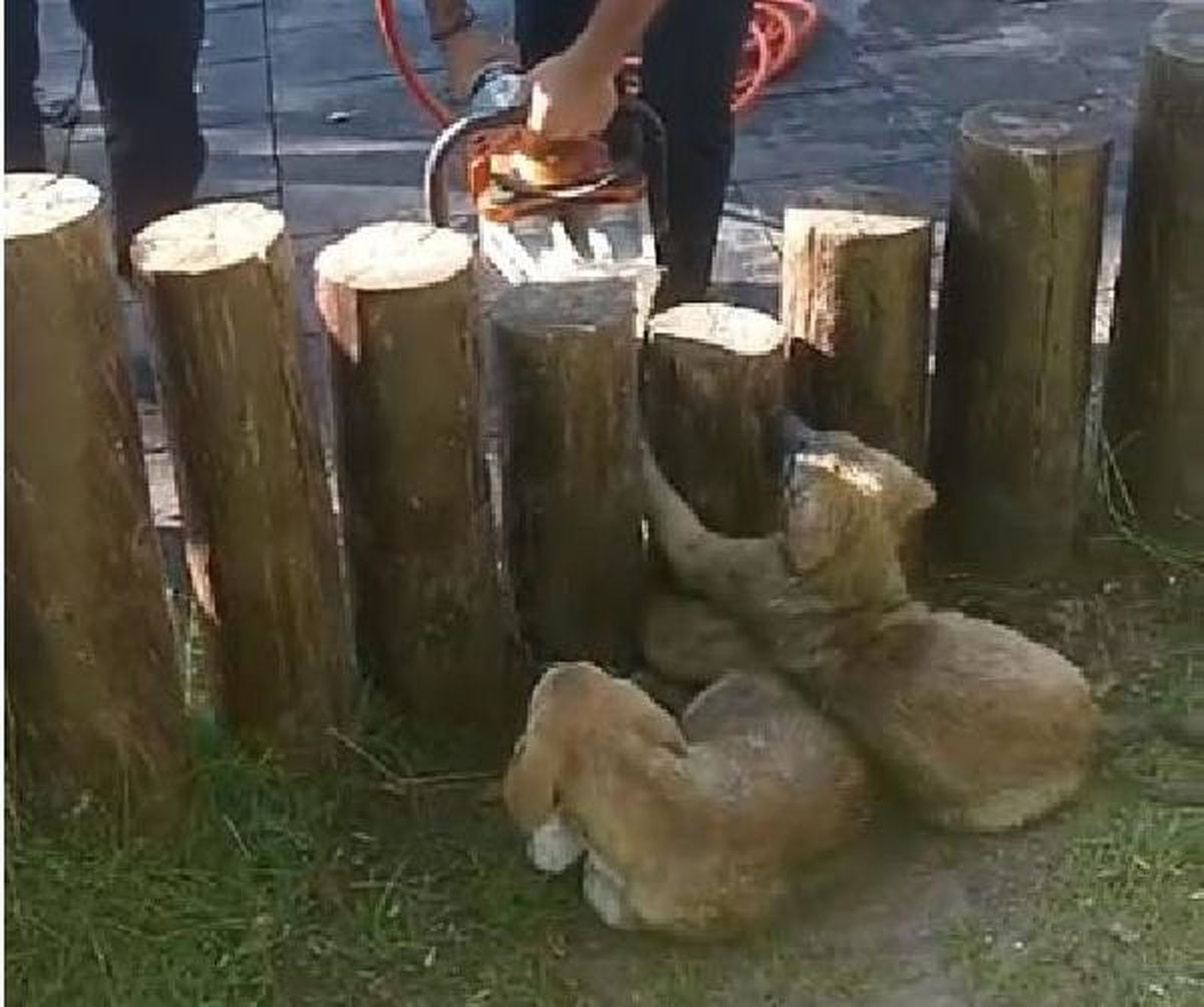Sivas'ta İtfaiye Ekipleri 2 Yavru Köpeği Kurtardı