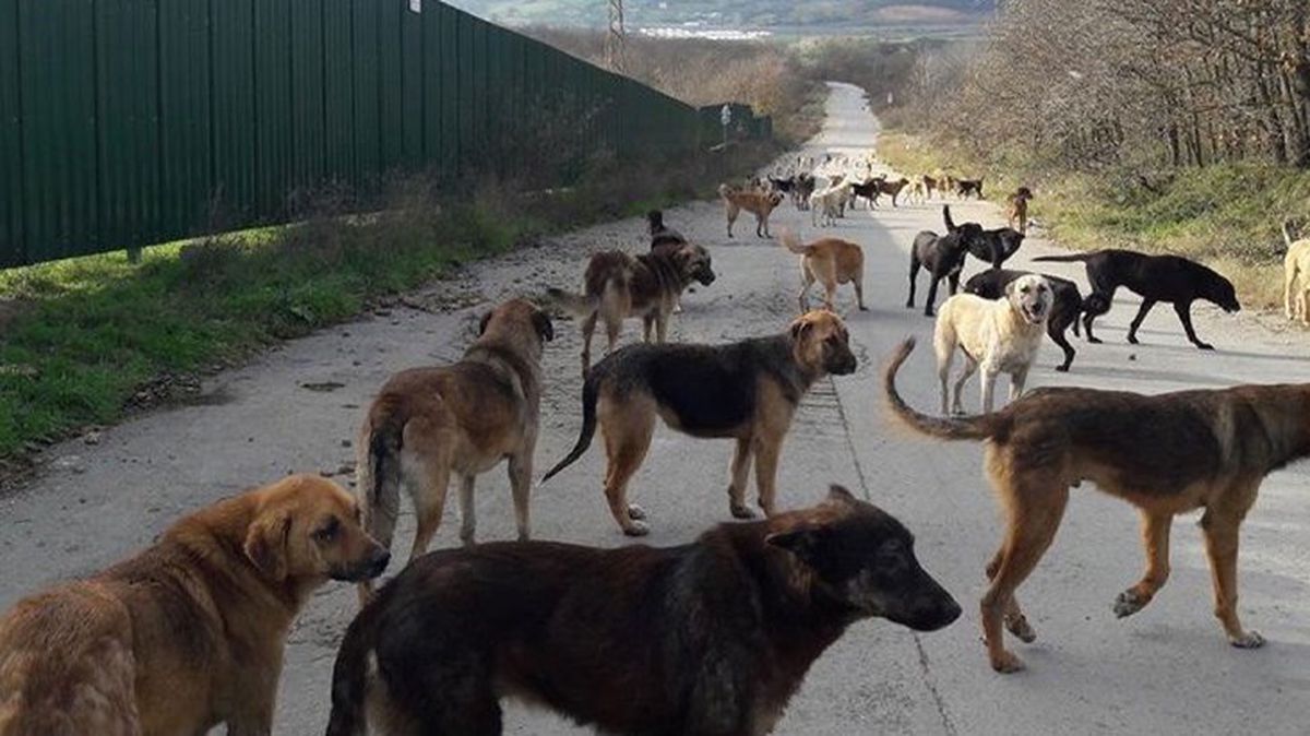 Türkiye'deki başıboş köpek sorunu tırmanıyor! ABD ve İngiltere'den vatandaşlarına uyarı