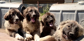 Kars Türk Çoban Köpeği'nin ırkı üniversite tarafından korunuyor