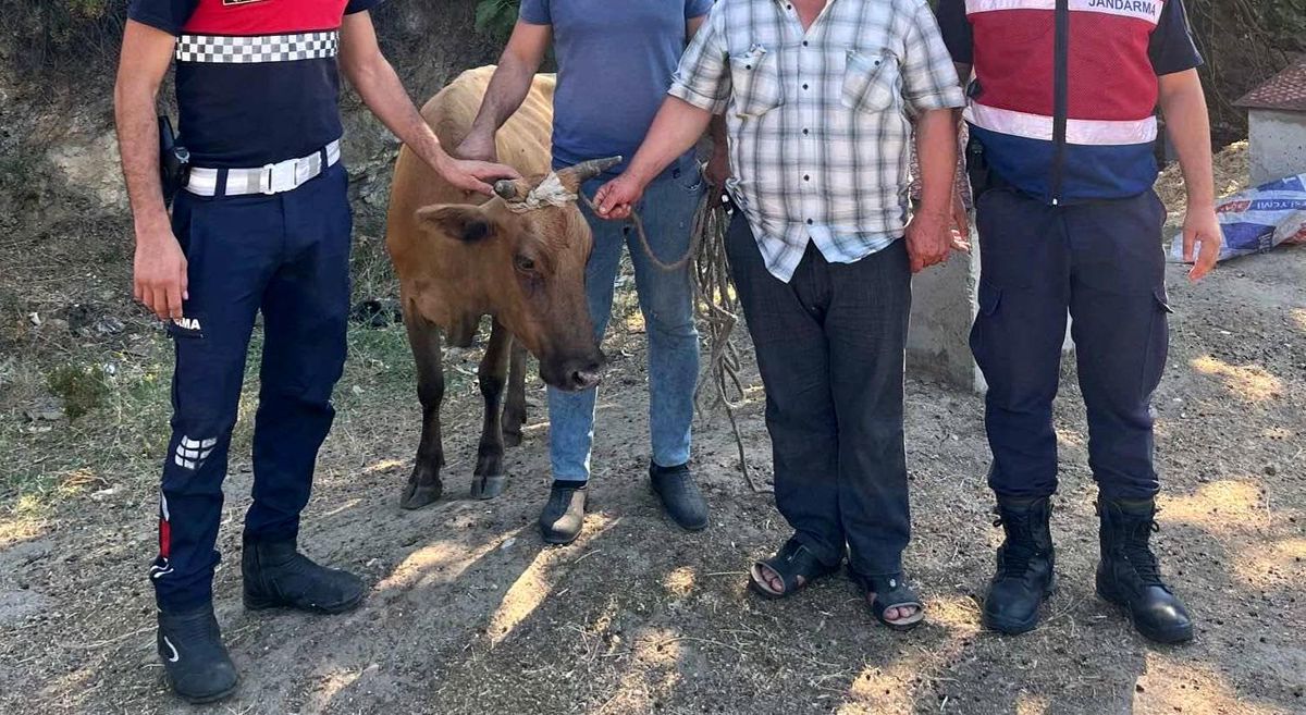 Aydın'da Büyükbaş Hayvan Hırsızlığı Olayında 1 Şüpheli Yakalandı