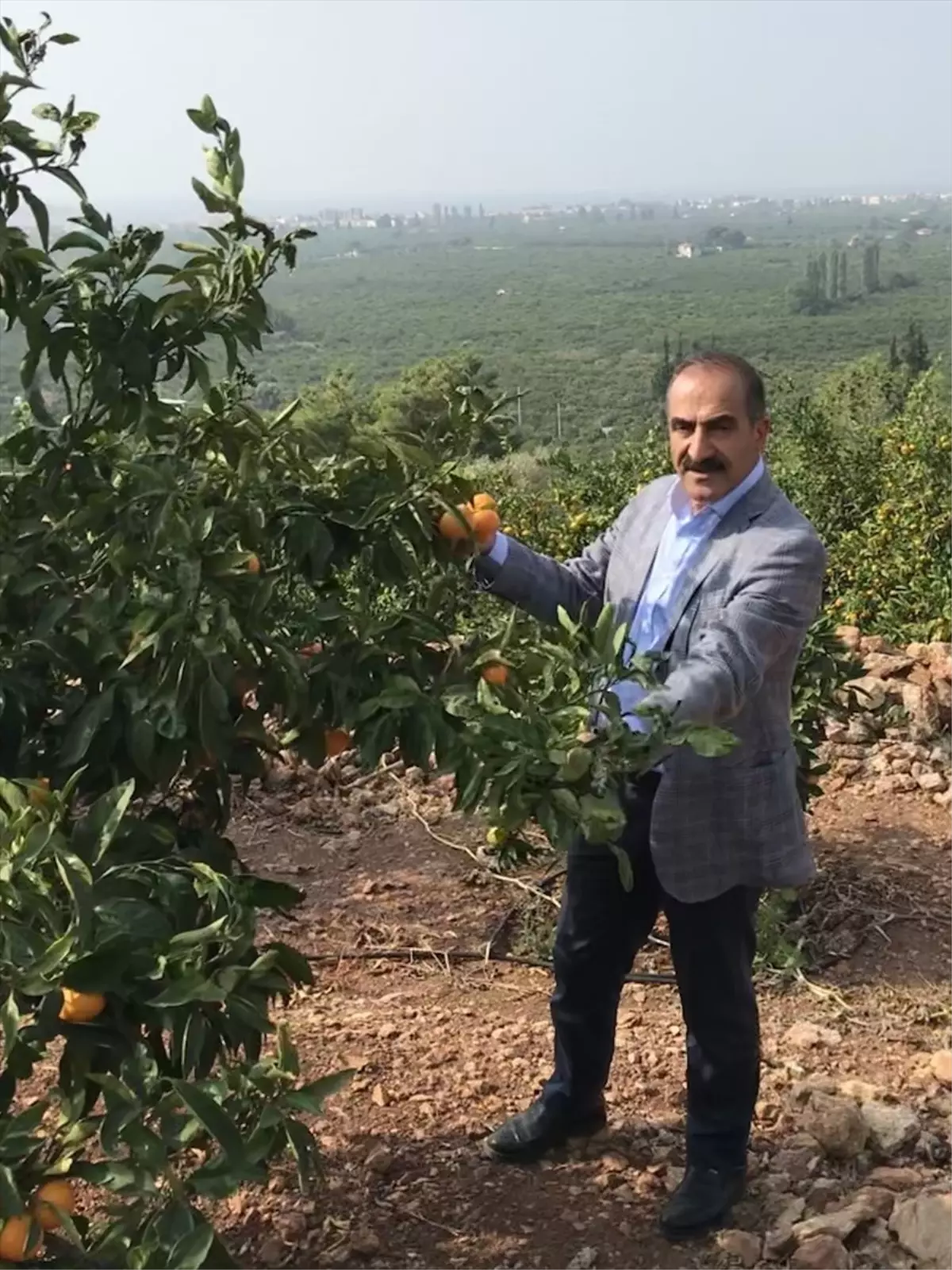 Ege Bölgesi'nde Narenciye Üretimi Rekor Seviyede Artacak