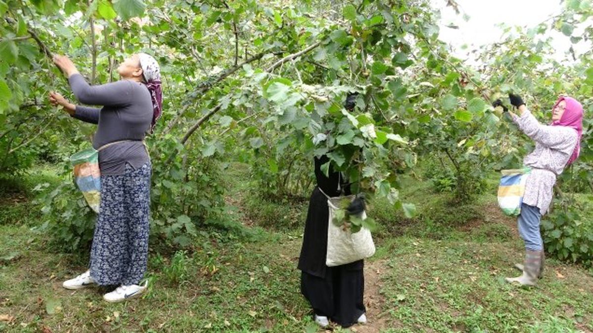Fındık fiyatı ne kadar, açıklandı mı? Yeni fındık fiyatı belli oldu mu 2023?