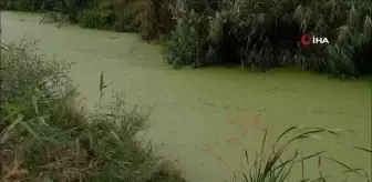 Uzunköprü'de balık tutulan dere çöpler ve yosunlarla kaplandı