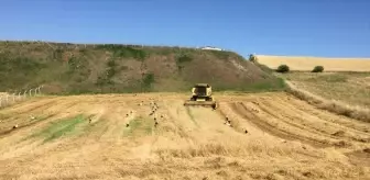 Leylekler Dodurga'da buğday tarlasında beslendi