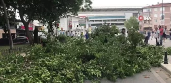 Kadıköy'de şiddetli rüzgar ağacı devirdi