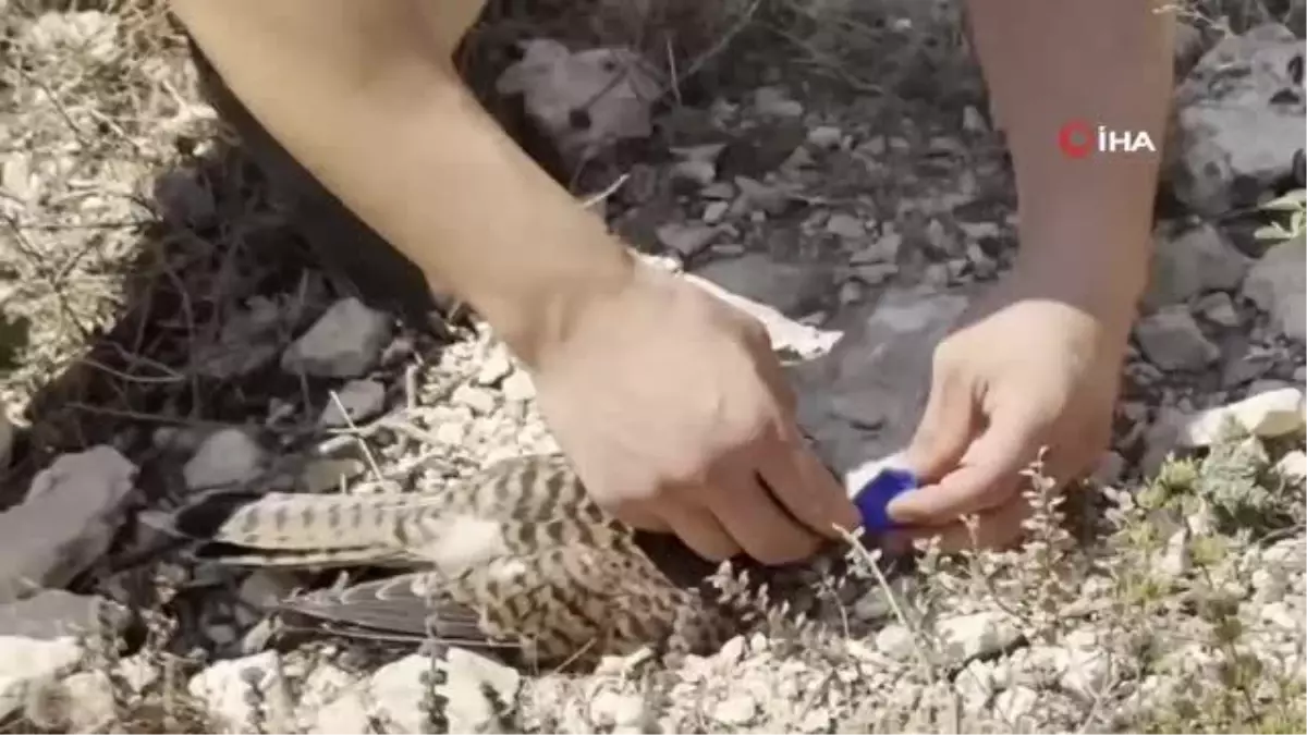 Sıcaktan ölmek üzere olan kerkenez kuşunu polis hayata döndürdü