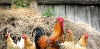 Tavuk Eti Üretimi Haziran Ayında Azaldı