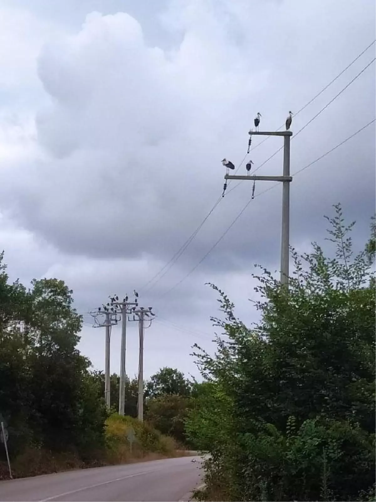 Leyleklerin konduğu tellerde elektrik kesintisi