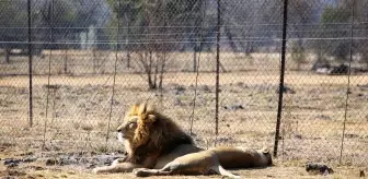 Güney Afrika'da tartışmalı bir turizm sektörü: Tutsak aslan endüstrisi