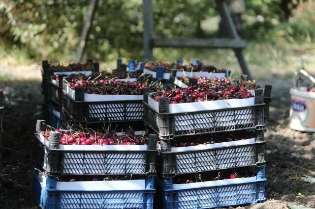 Keles kirazında sezonun son hasadı! Tarlada kilosu 50 liradan satılıyor