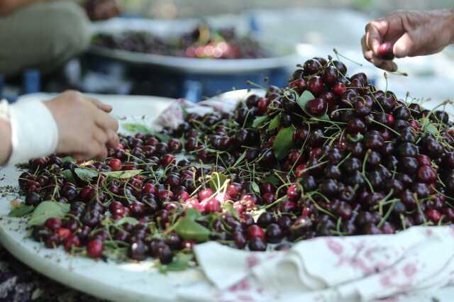 Keles kirazında sezonun son hasadı! Tarlada kilosu 50 liradan satılıyor