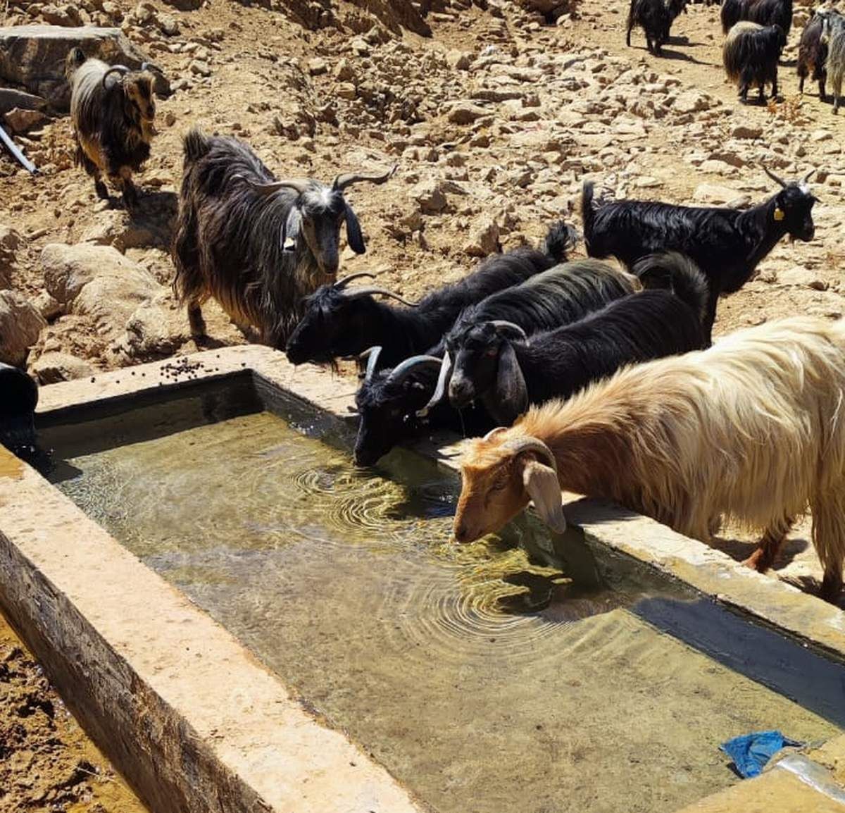Siirt'te Kesmetaş köyünde hayvan su içme yalakları tamamlandı
