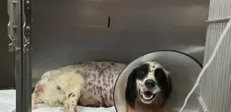 Komşu Tarafından Vurulan Av Köpeğinin Ayağı Kesildi