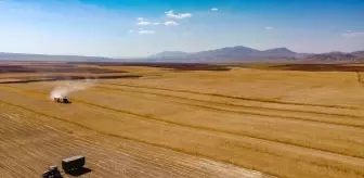 Van'ın Özalp ilçesinde çiftçiler buğday hasadına başladı