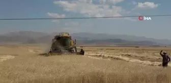 160 bin dönümde buğday hasadı, verim üreticinin yüzünü güldürdü